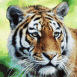 Tigre
