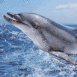 Dauphin qui voltige