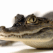 Crocodile, portrait
