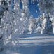 Arbres enneig�s