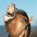 Cheval montrant ses dents