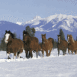 Chevaux dans la neige