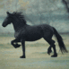 Cheval faisant le beau