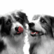 Chiens (couple)