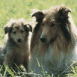 Colley et son chiot