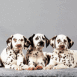 Dalmatiens