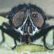 Ca ressemble � une mouche...