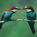 Oiseaux se disputant un ver