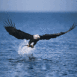 Aigle noir au d�collage