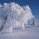 Arbre enneig�