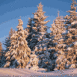 For�t enneig�e