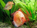 Un aquarium dans ton mobile