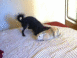 Le lapin volant