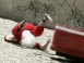 MTV Jackass: P�re No�l