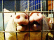 Guinness des records: Le cochon devenu athlète