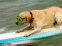 Chien surfeur