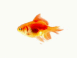 Poisson rouge heureux