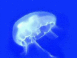 M�duse peu farouche