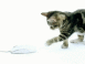 Le chat et la souris