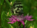 Fleurs et papillons