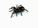 Araign�e
