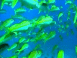 Paysages sous-marins