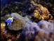 Faune sous-marine