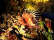 Cr�atures de la mer