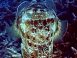 Seiche