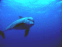 Dauphins dans la mer