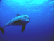 Dauphins dans la mer