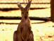 Kangourou dans la nature
