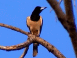 Oiseaux tropicaux