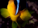 Poisson clown