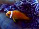 Poisson clown dans des anémones