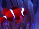 Poisson clown joyeux