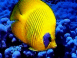 Poisson papillon
