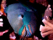 Poisson perroquet