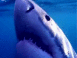 Requin se nourrissant
