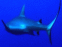 Requins en bande