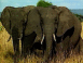 Faune africaine