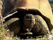 Tortue g�ante